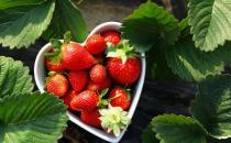 采摘草莓必备的小诀窍 草莓采摘的注意事项