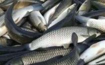 食用草鱼对肿瘤有防治作用 推荐草鱼的烹饪方法